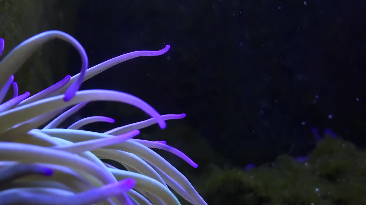 Free Stock Video Sea Anemone Moving In The Bottom Of The Sea Live Wallpaper