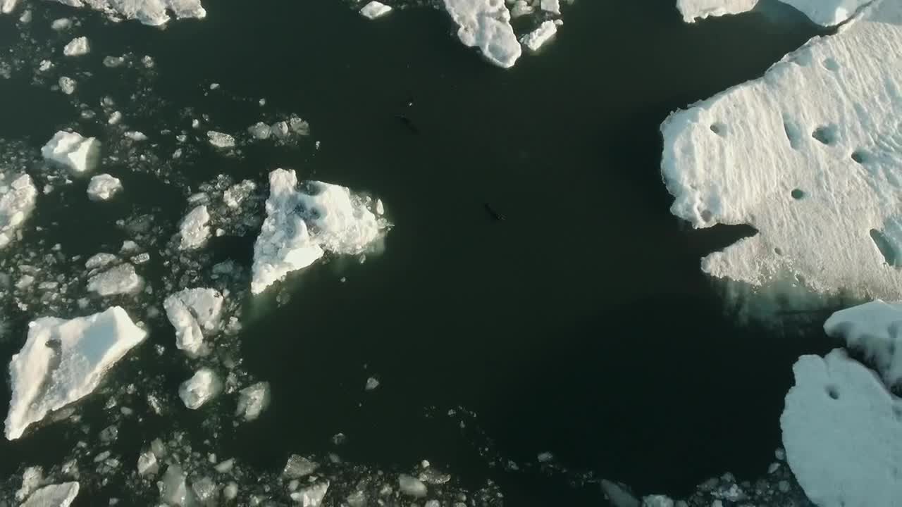 Free Stock Video Sea Bird Flying Over Seals Live Wallpaper