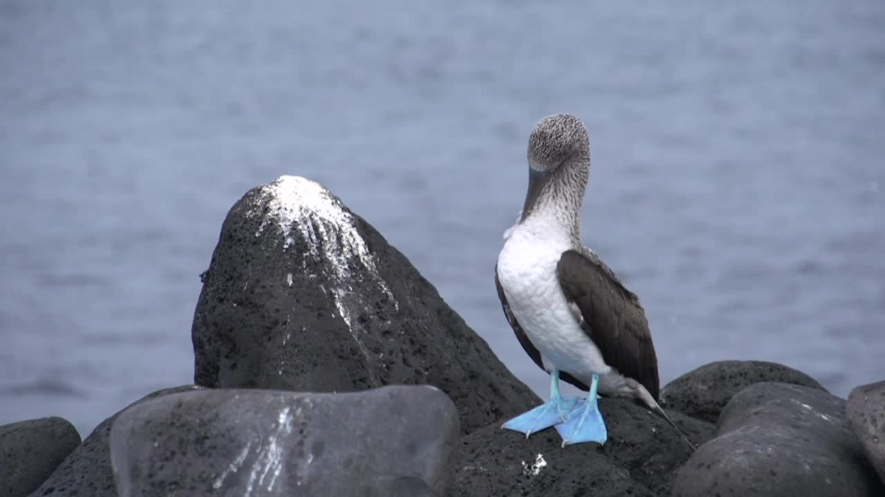 Free Stock Video Sea Bird Resting By The Ocean Live Wallpaper