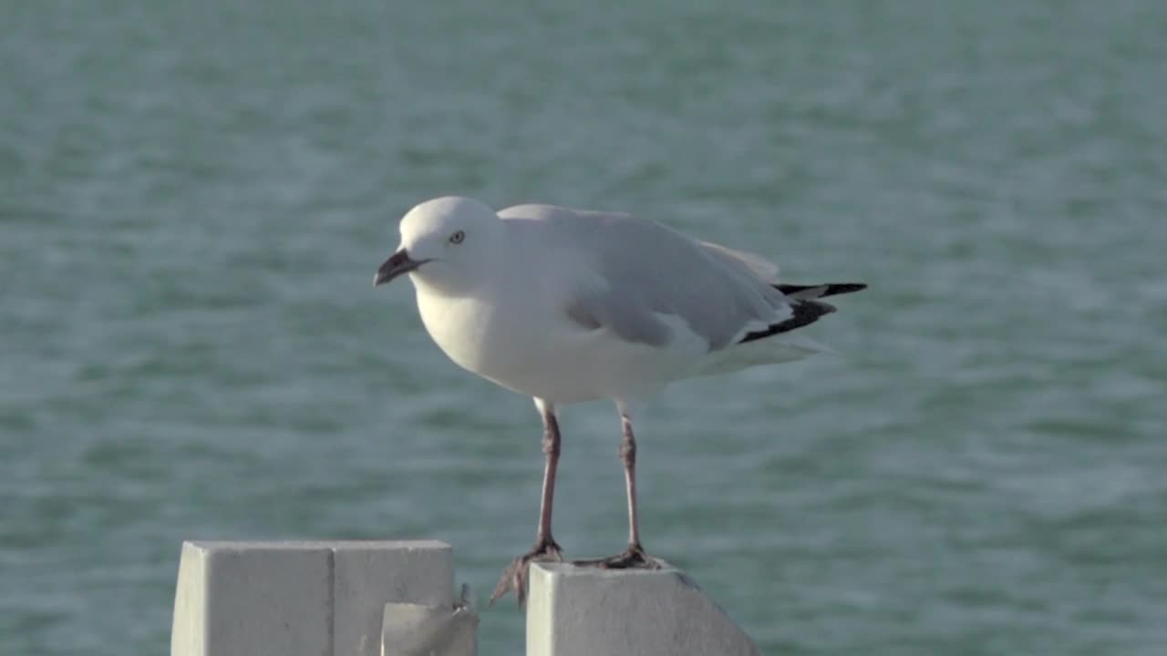 Free Stock Video Sea Bird Taking Flight Live Wallpaper