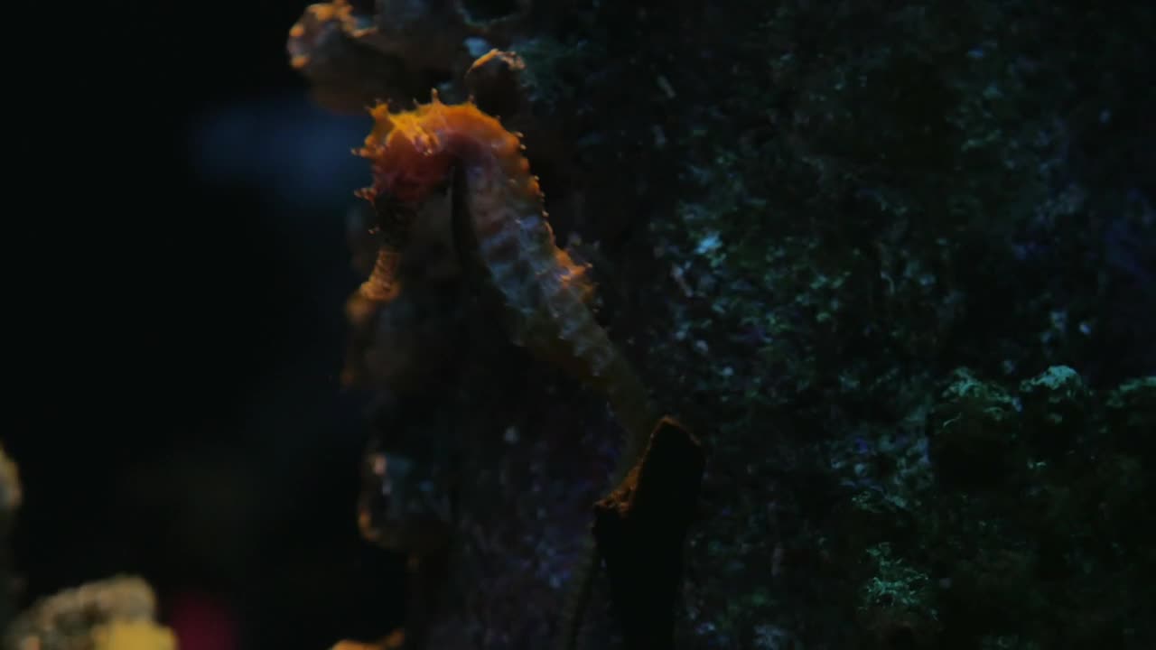 Free Stock Video Sea Horse Swimming Gently Live Wallpaper