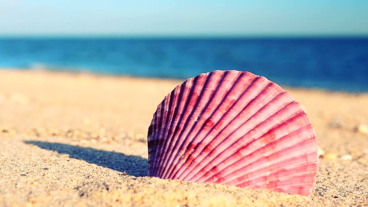 Free Stock Video Sea Shell On The Sand Near The Seashore Live Wallpaper
