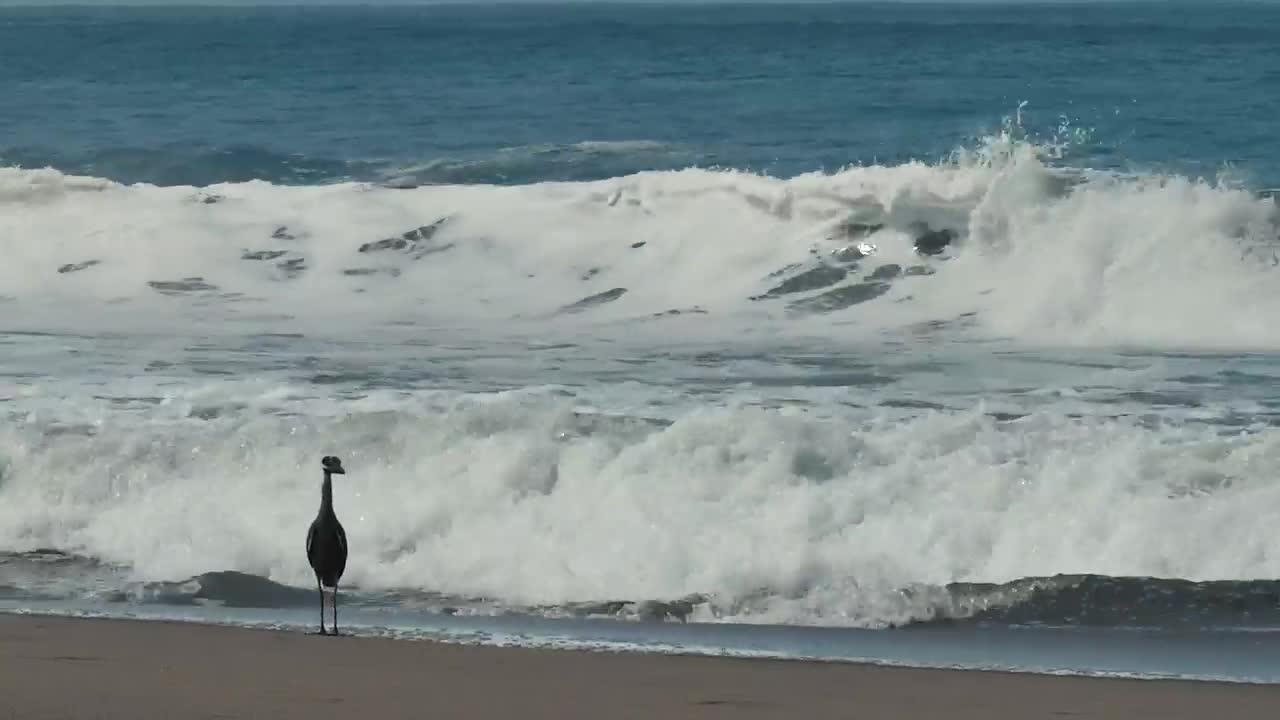 Free Stock Video Seabird On The Beach Live Wallpaper