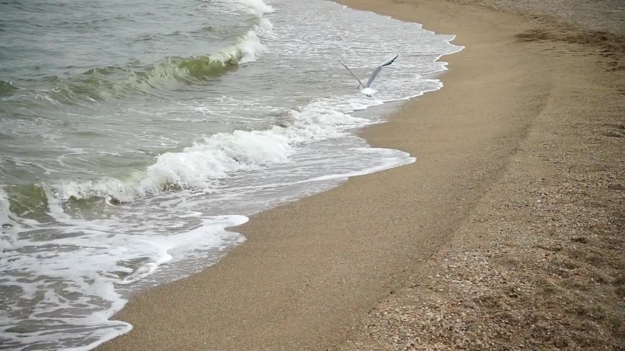 Free Stock Video Seagull Flying Out To Sea Live Wallpaper
