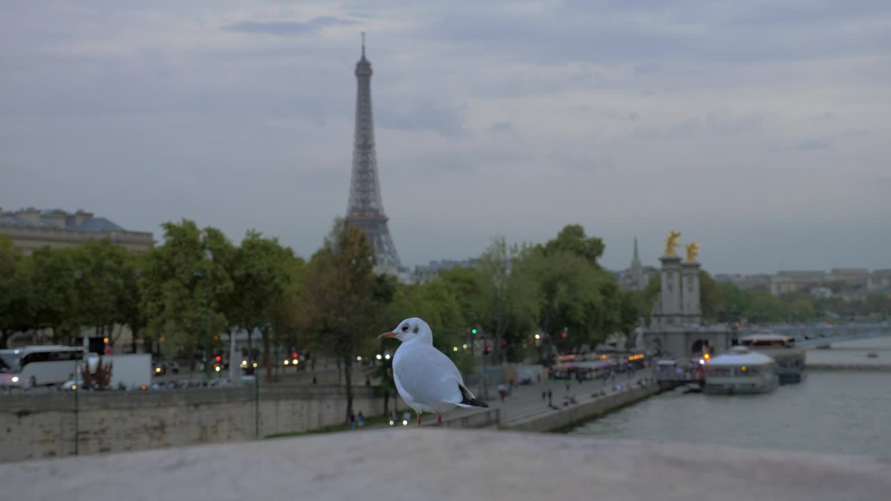 Free Stock Video Seagull In Paris Live Wallpaper
