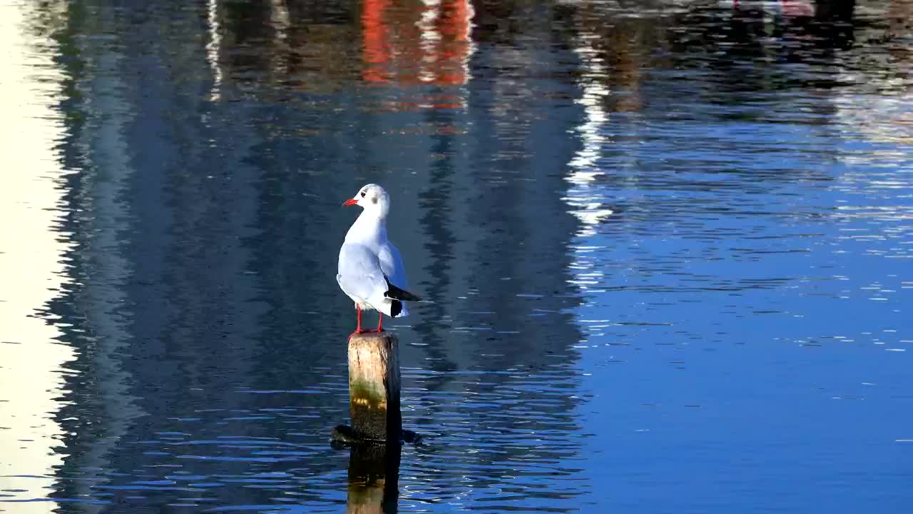 Free Stock Video Seagull On The Port Live Wallpaper