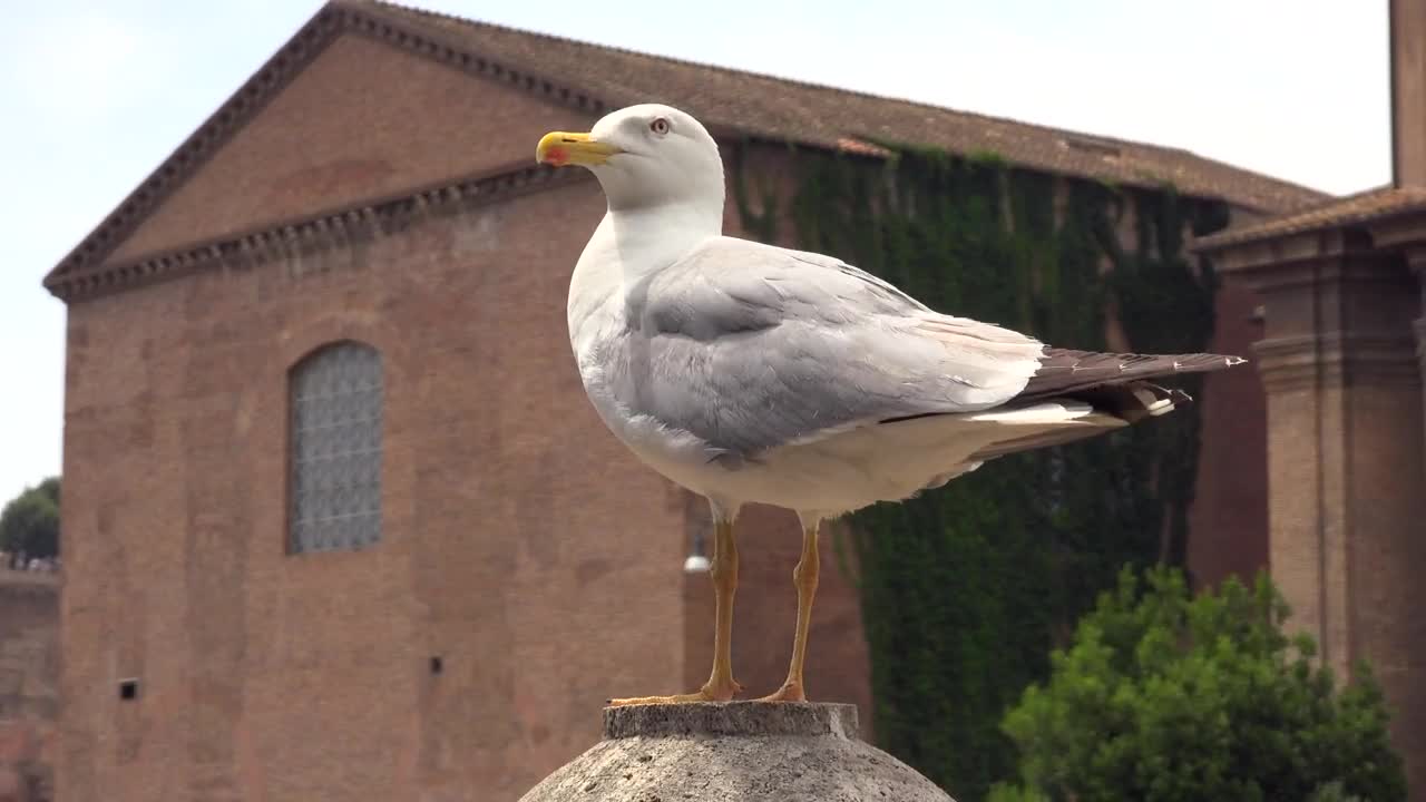 Free Stock Video Seagull Standing Live Wallpaper