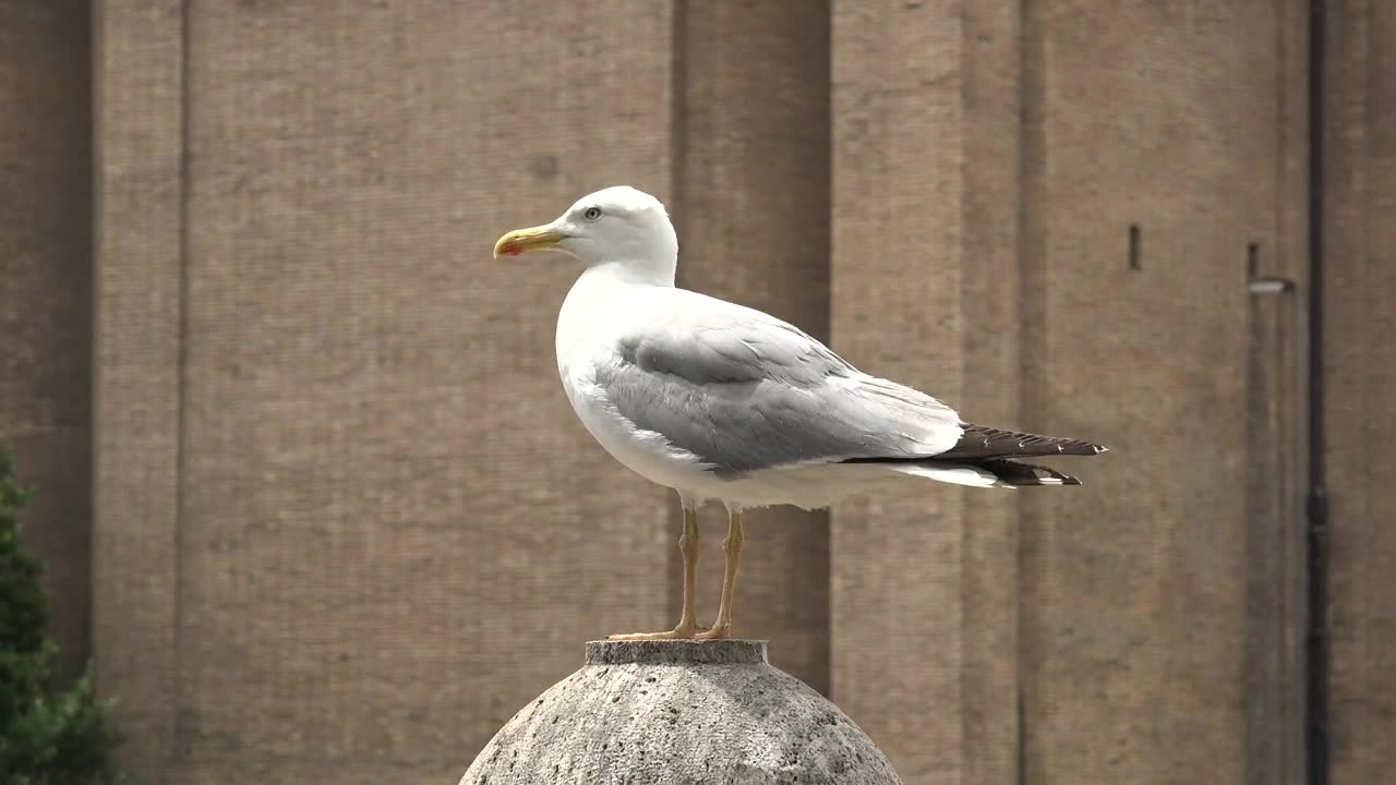 Free Stock Video Seagull Standing On A Concrete Ball Live Wallpaper