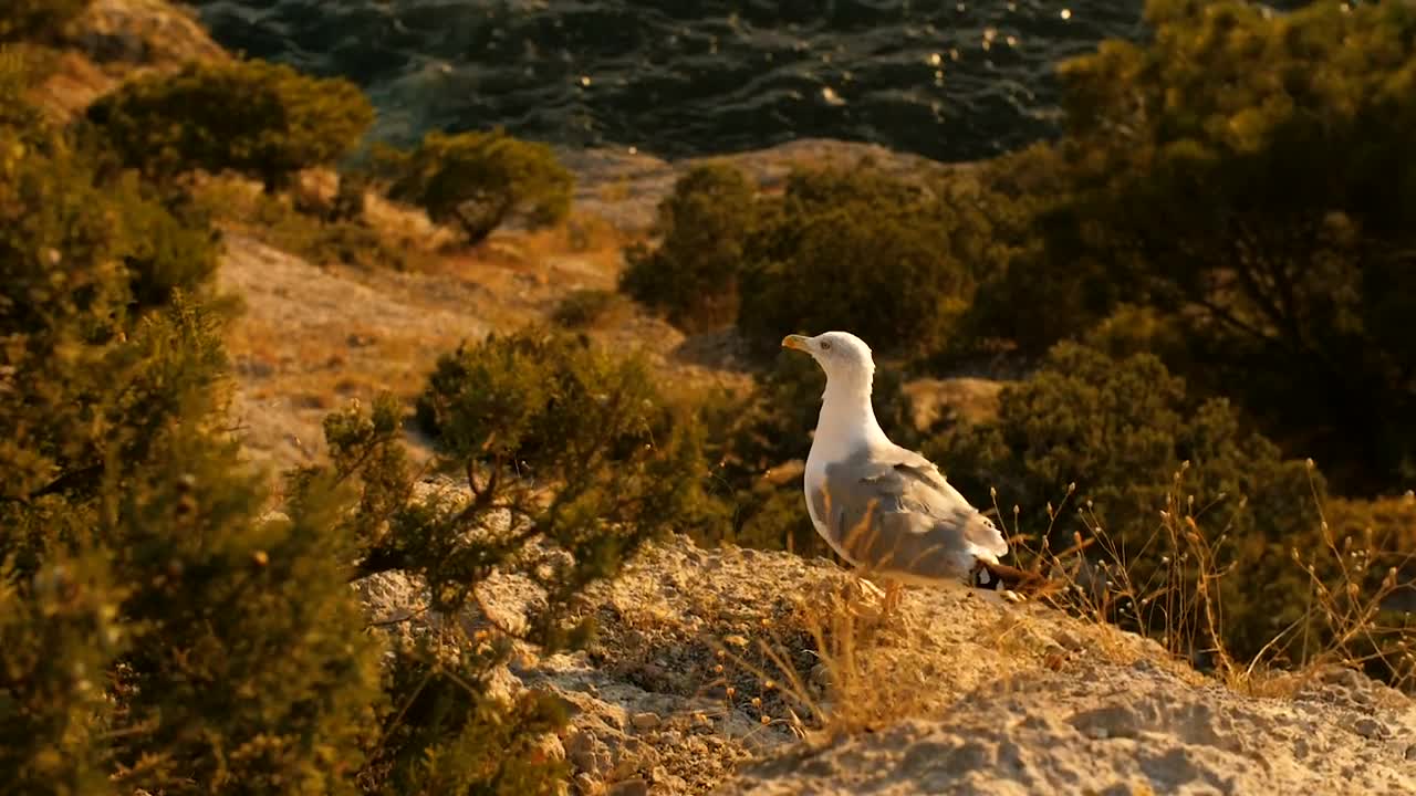Free Stock Video Seagull Taking Off Near The Sea Live Wallpaper