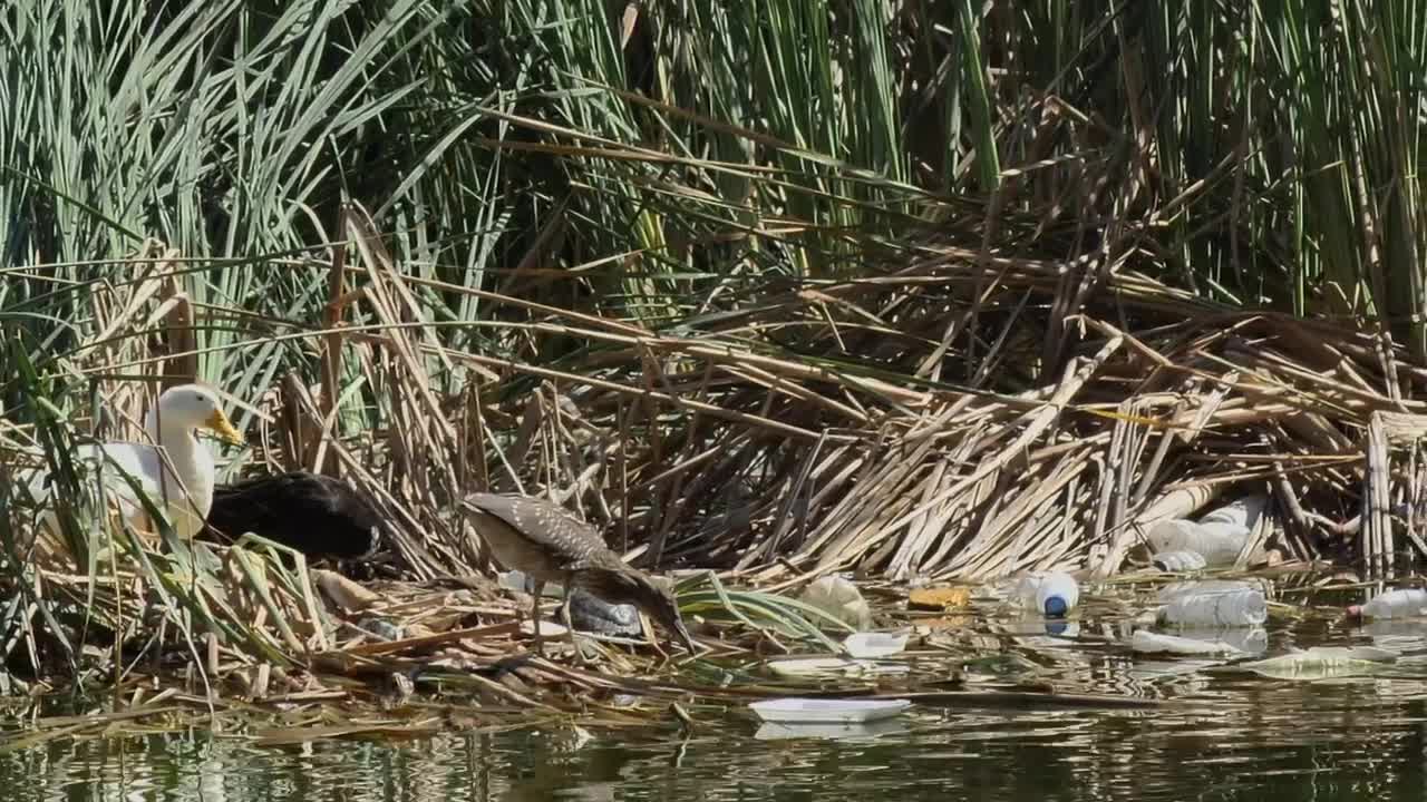 Free Stock Video Seagulls And Ducks In A River Polluted With Garbage Live Wallpaper