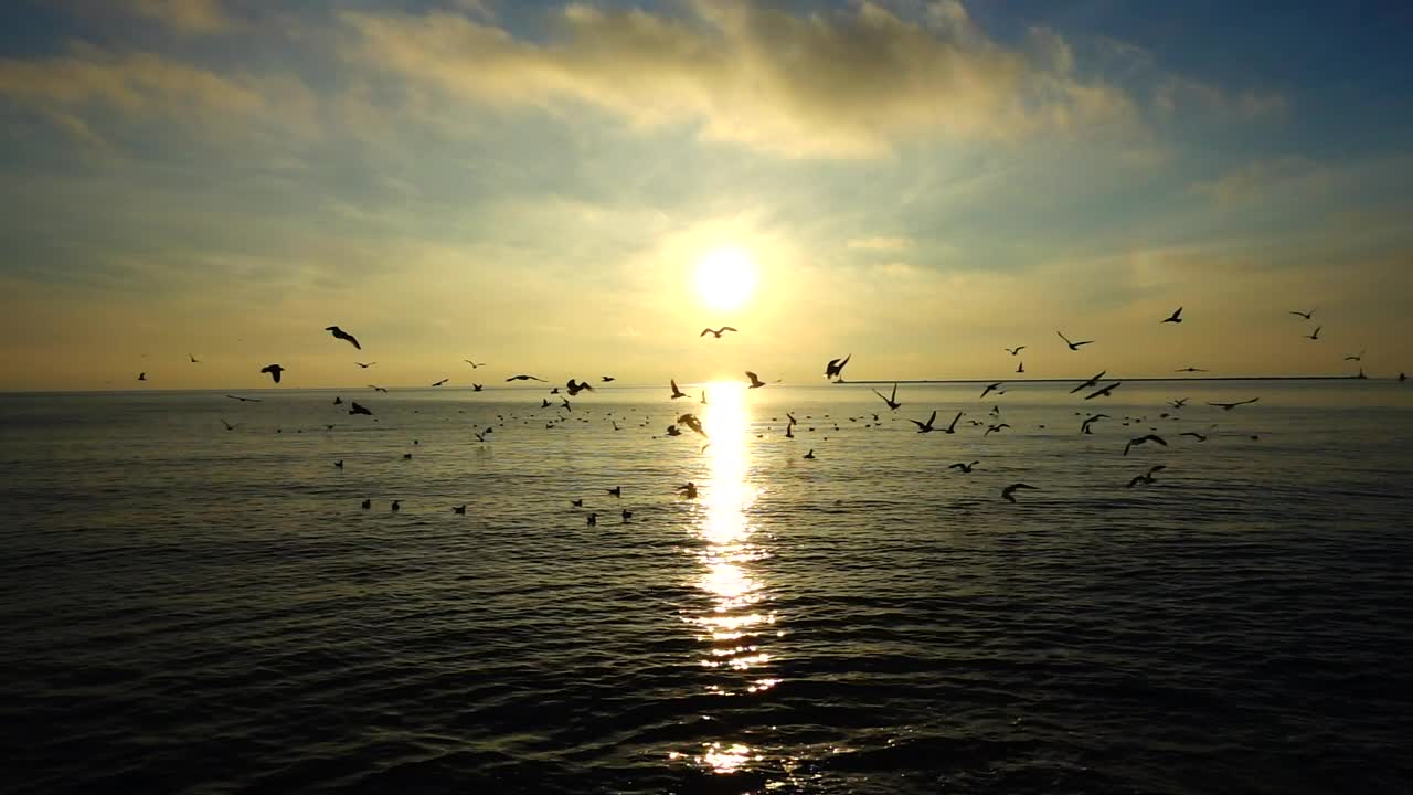 Free Stock Video Seagulls Against The Horizon Live Wallpaper