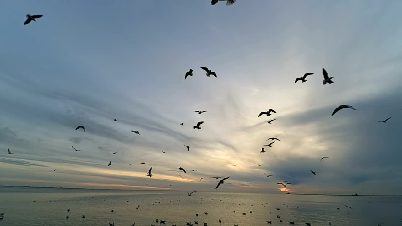 Free Stock Video Seagulls At Low Tide Live Wallpaper