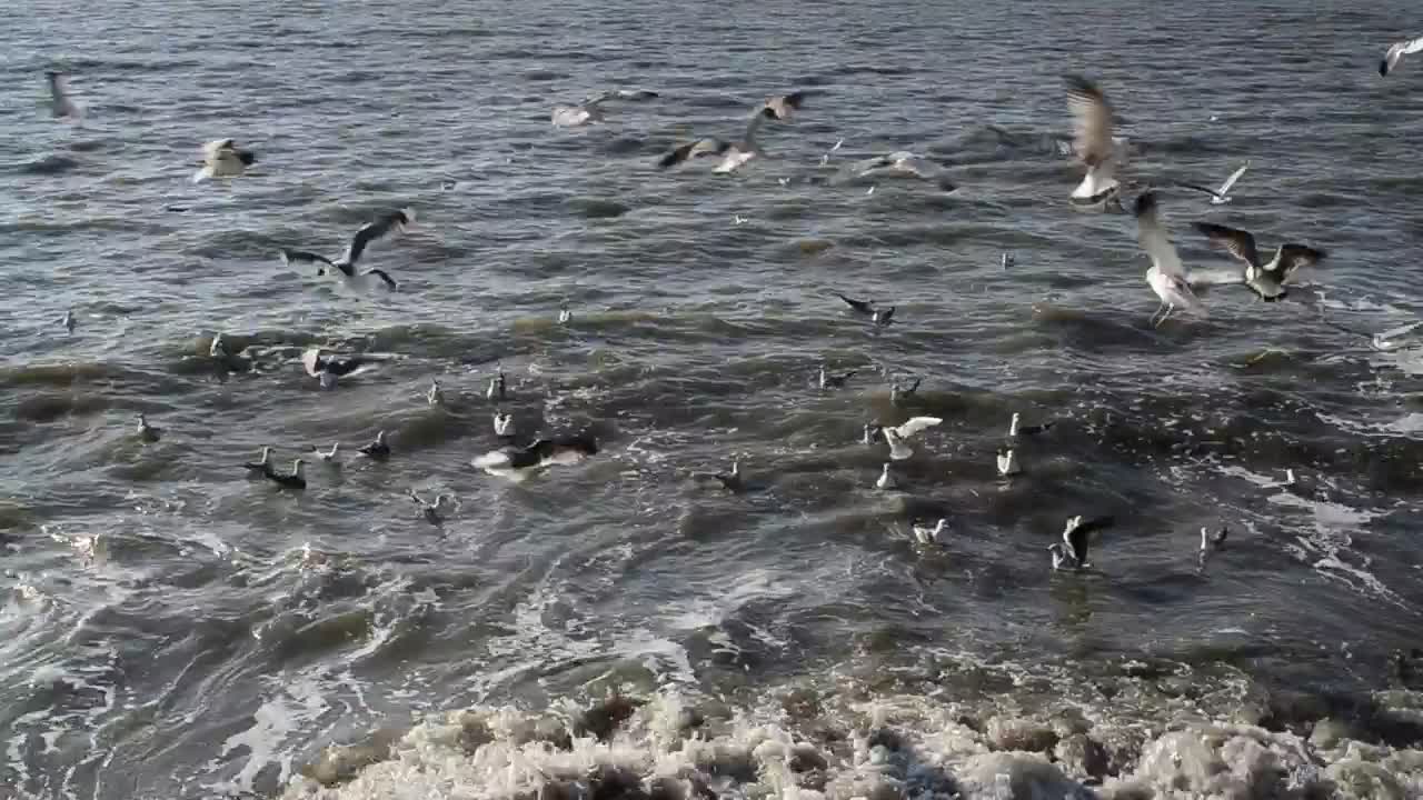 Free Stock Video Seagulls At The Shore Live Wallpaper