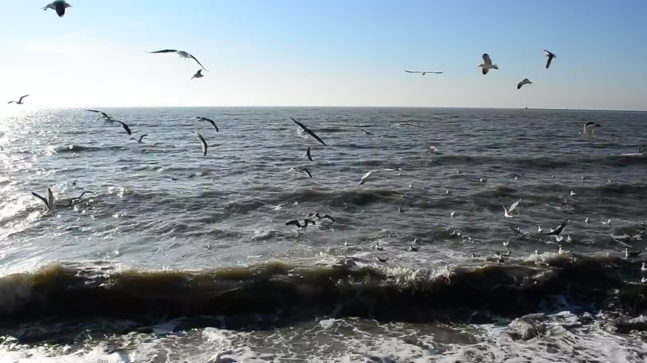 Free Stock Video Seagulls Feeding In The Shallows Live Wallpaper