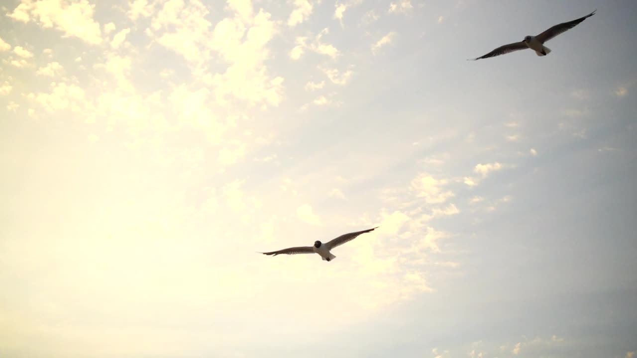 Free Stock Video Seagulls Coming In To Land Live Wallpaper
