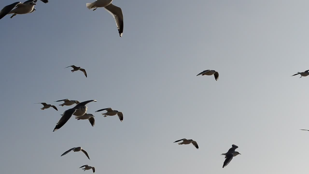 Free Stock Video Seagulls Flying Against The Wind Live Wallpaper