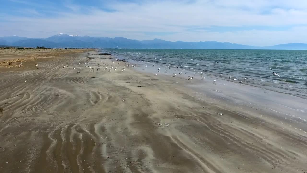 Free Stock Video Seagulls Flying At The Beach Live Wallpaper