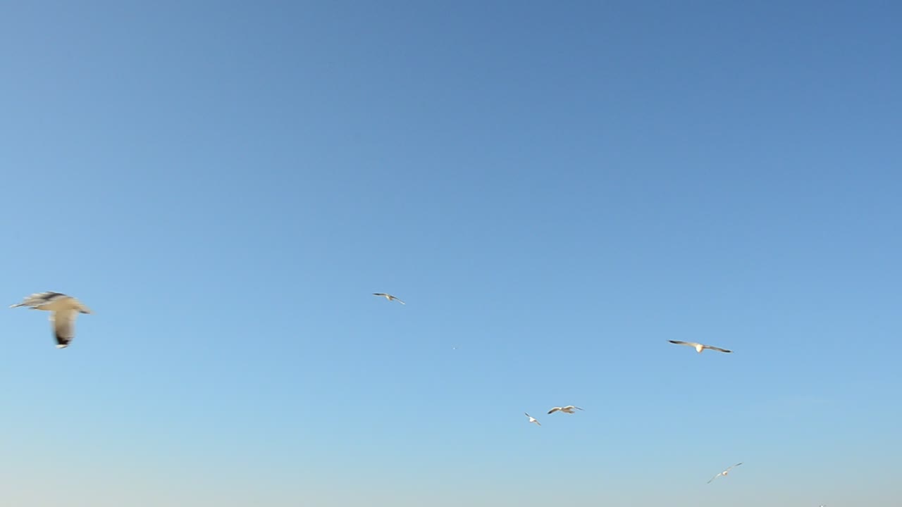 Free Stock Video Seagulls Flying In The Clear Sky Live Wallpaper