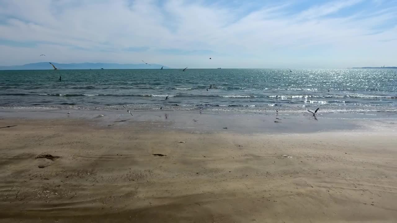Free Stock Video Seagulls Flying On A Deserted Beach Live Wallpaper