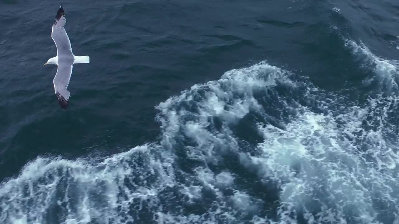 Free Stock Video Seagulls Flying Over The Sea Tracking Shot Live Wallpaper