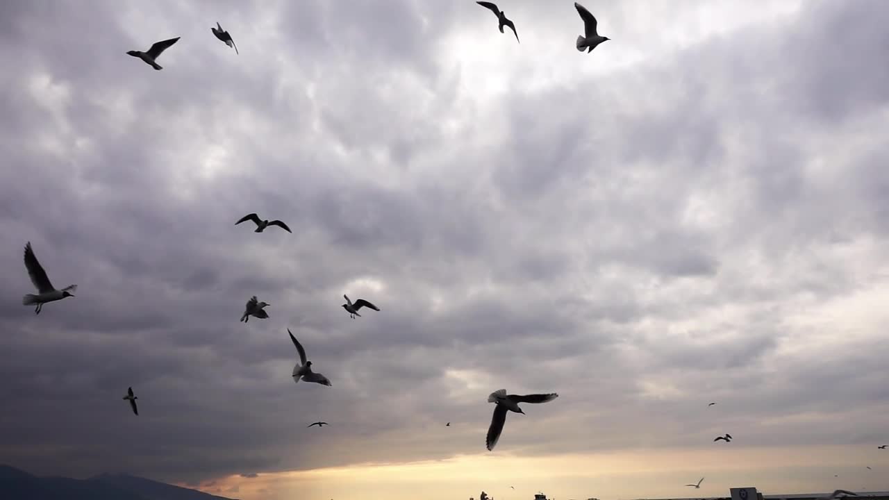 Free Stock Video Seagulls Flying Over The Sea Before The Storm Live Wallpaper