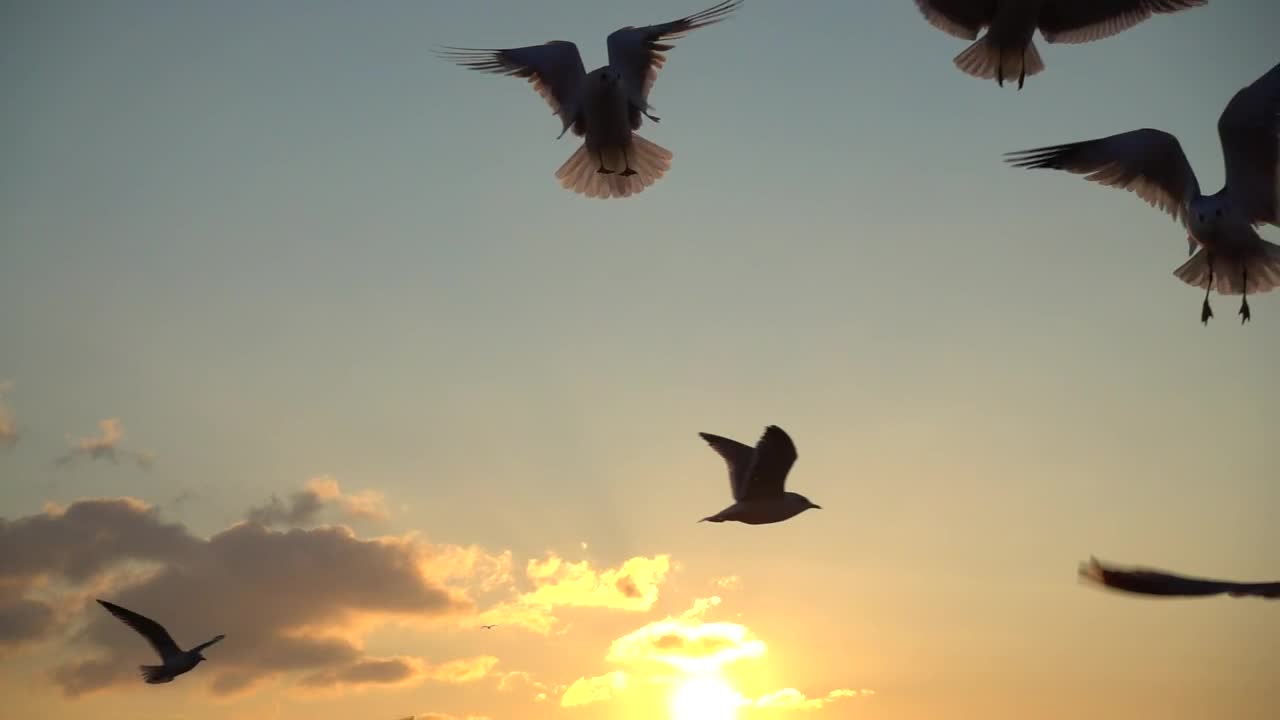 Free Stock Video Seagulls Flying Over The Sky At Sunset Live Wallpaper