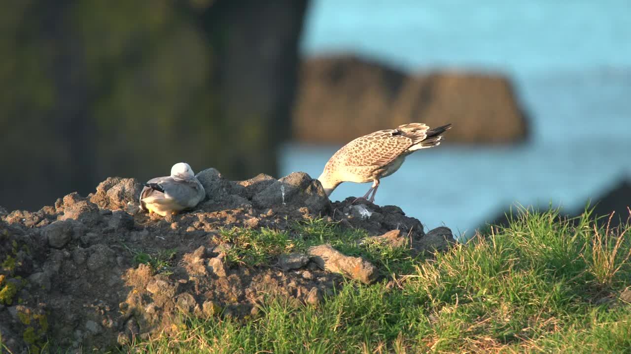Free Stock Video Seagulls In Nature Live Wallpaper