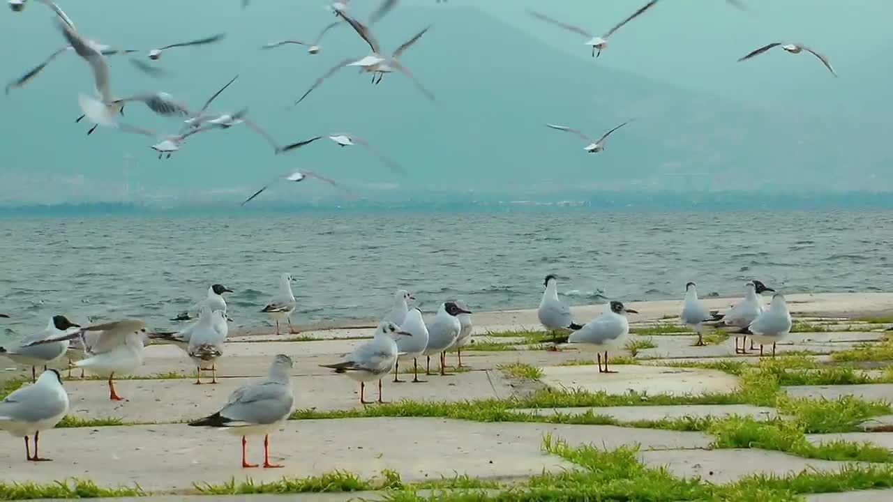 Free Stock Video Seagulls On The Boardwalk With The Sea In The Background Live Wallpaper