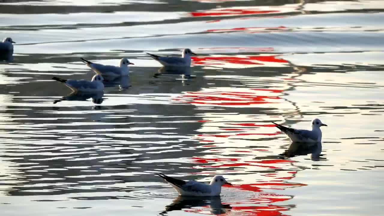 Free Stock Video Seagulls Resting In The Water Live Wallpaper