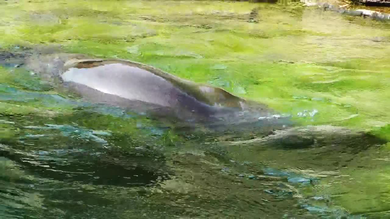 Free Stock Video Seal In The Water Live Wallpaper