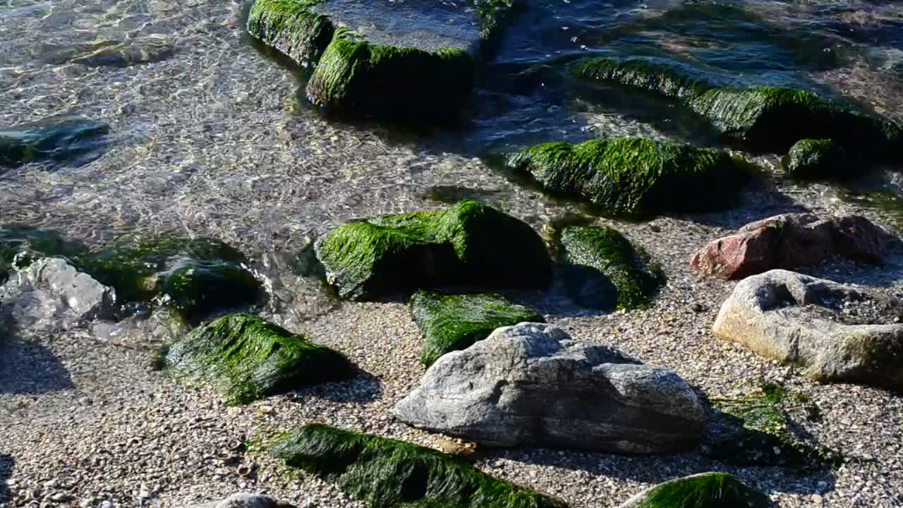 Free Stock Video Seaweed Covering Small Rocks Live Wallpaper