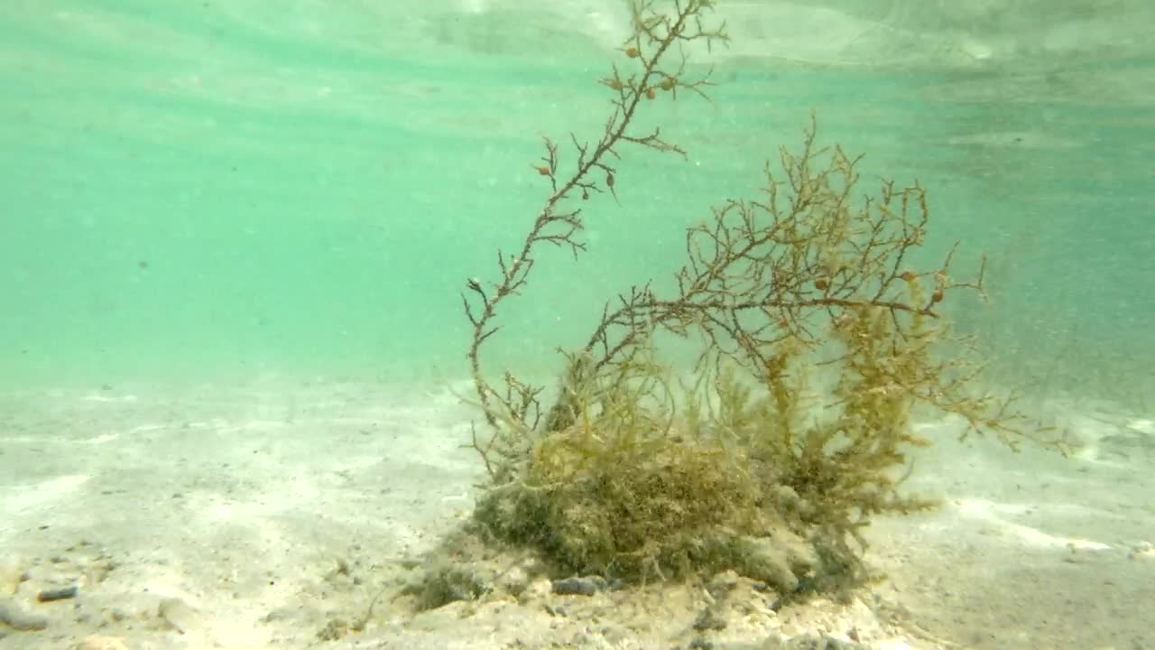 Free Stock Video Seaweed Growing In The Shallows Live Wallpaper