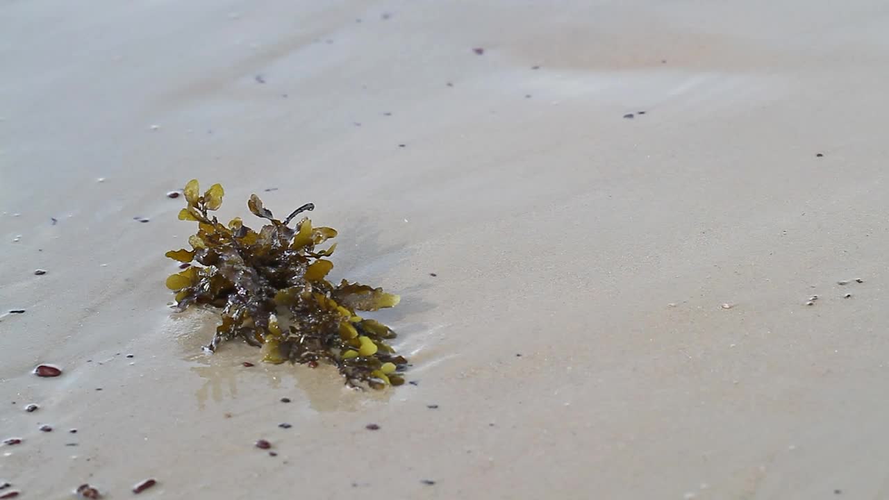 Free Stock Video Seaweed Left On The Shore Live Wallpaper