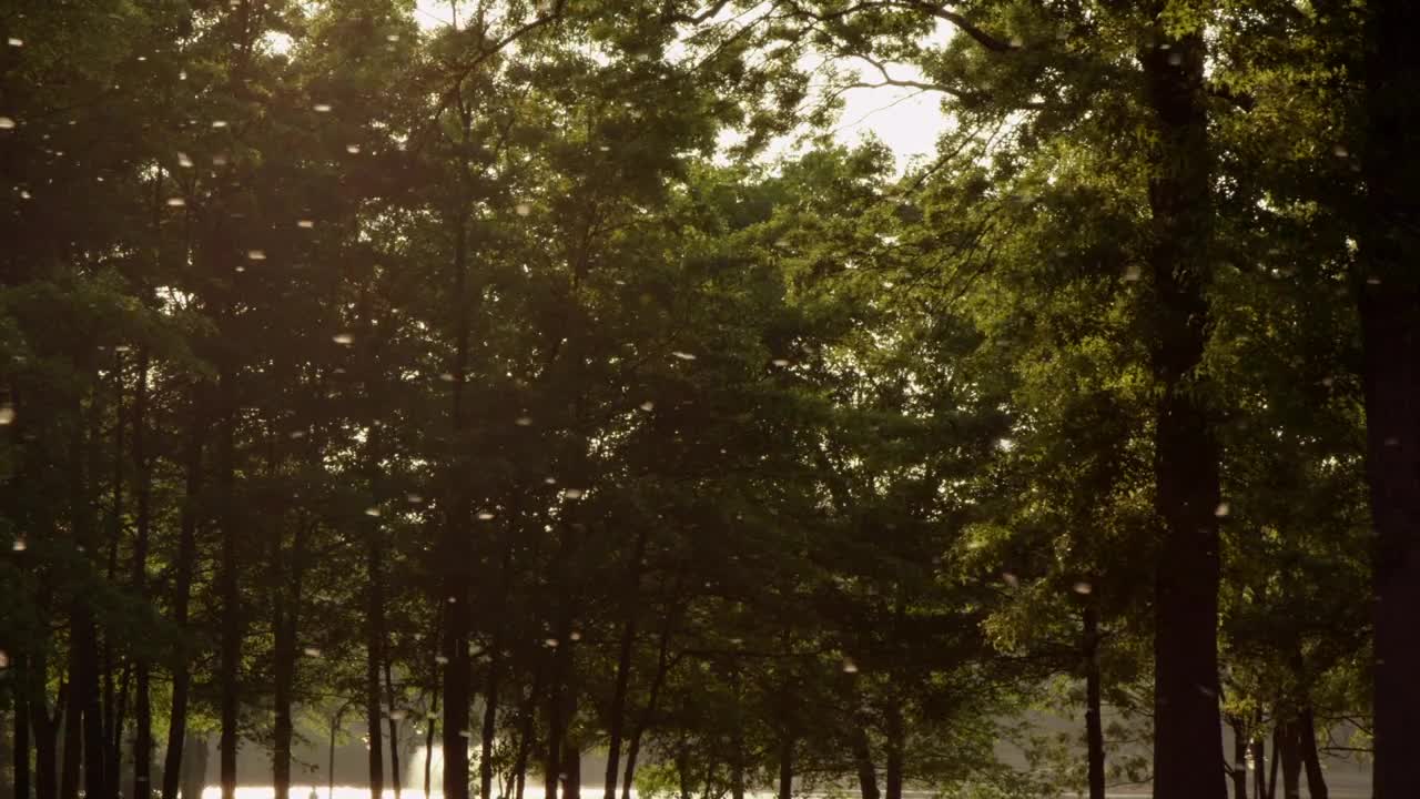 Free Stock Video Seeds Blowing Through Woodland Live Wallpaper