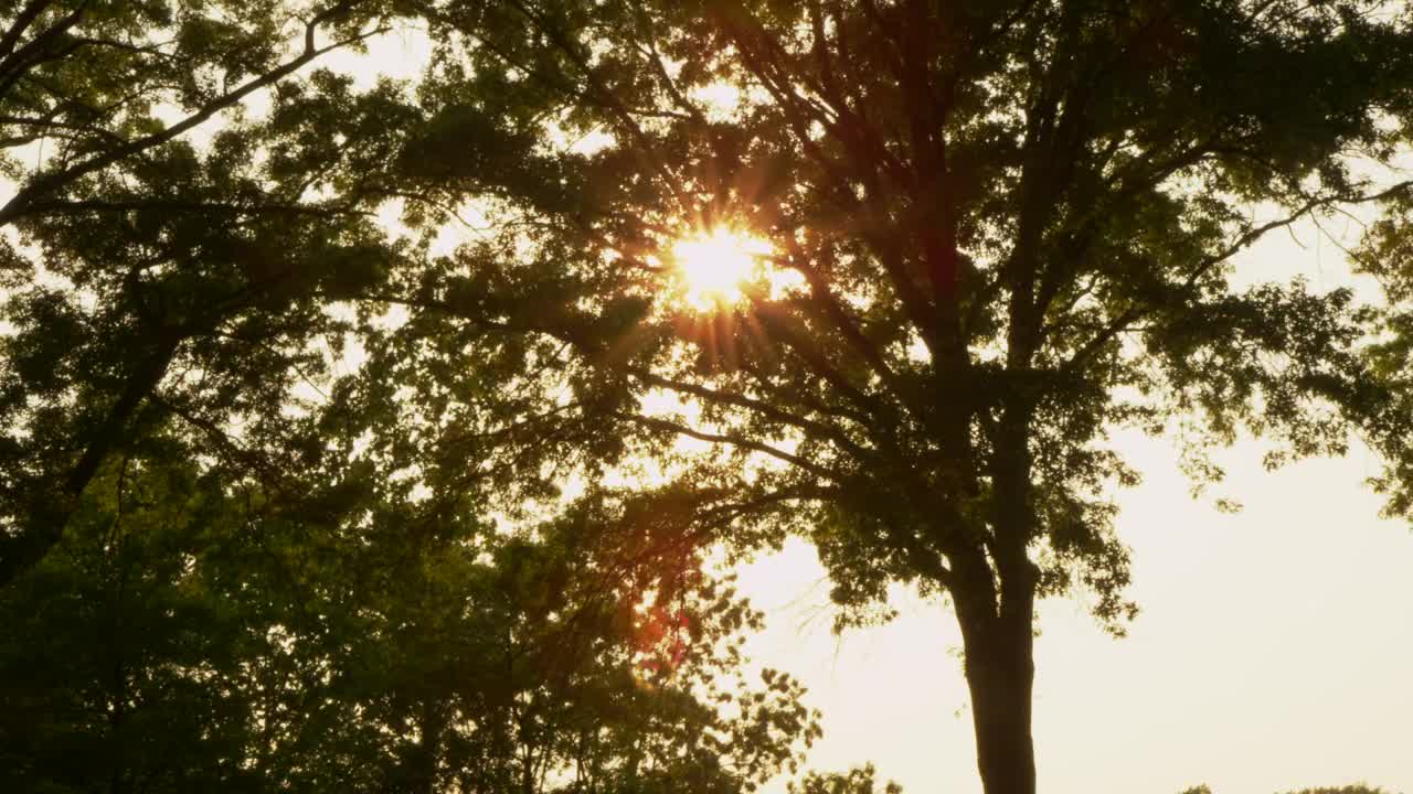 Free Stock Video Seeds Blowing In The Wind Live Wallpaper