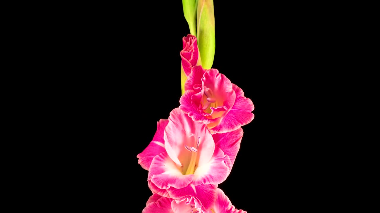 Free Stock Video Several Flowers On A Stem Slowly Opening Live Wallpaper