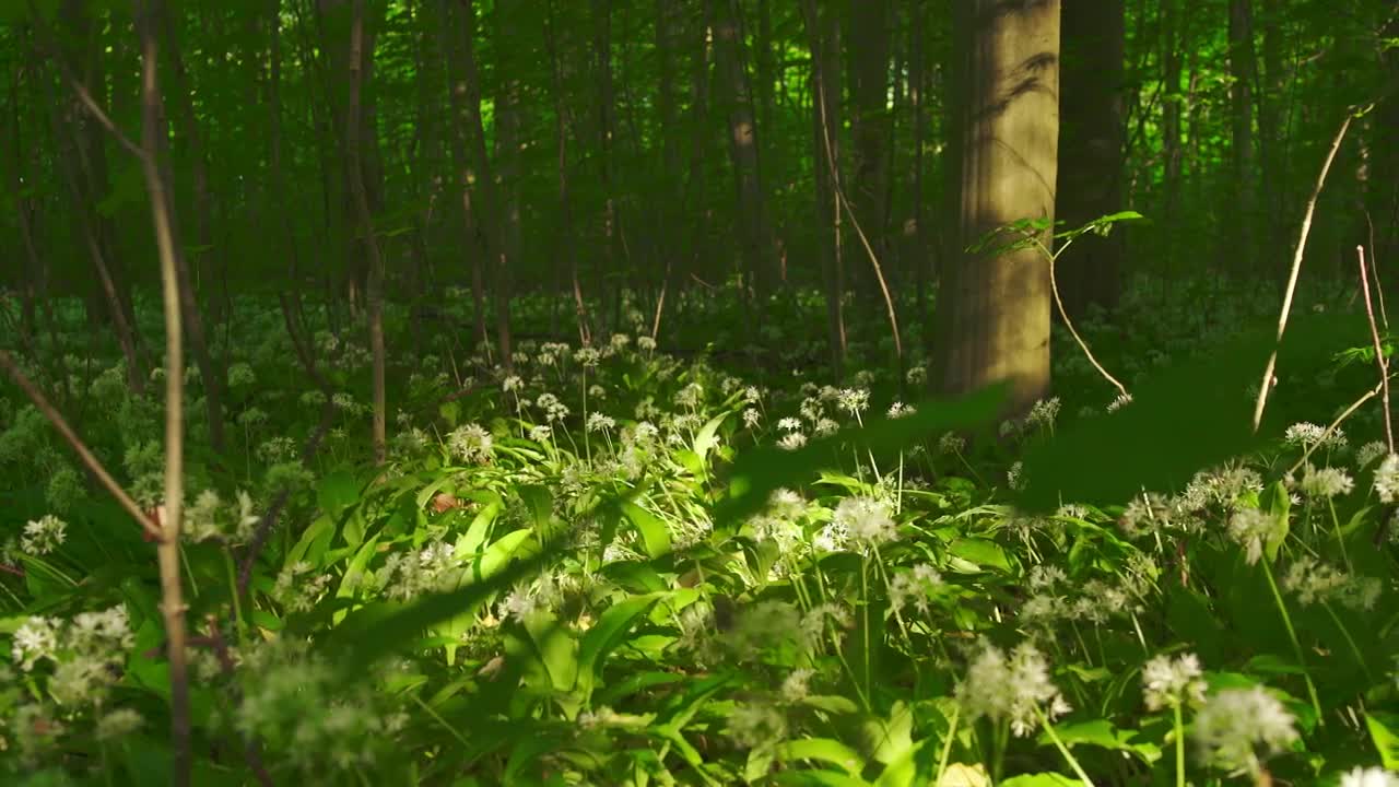 Free Stock Video Shadows Across The Forest Floor Live Wallpaper