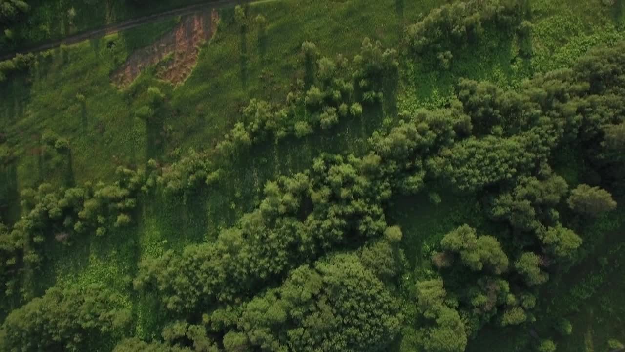 Free Stock Video Shadows Across Woodland Live Wallpaper