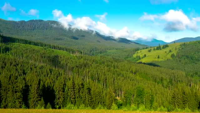 Free Stock Video Shadows Of The Clouds Above A Large Pine Forest Live Wallpaper