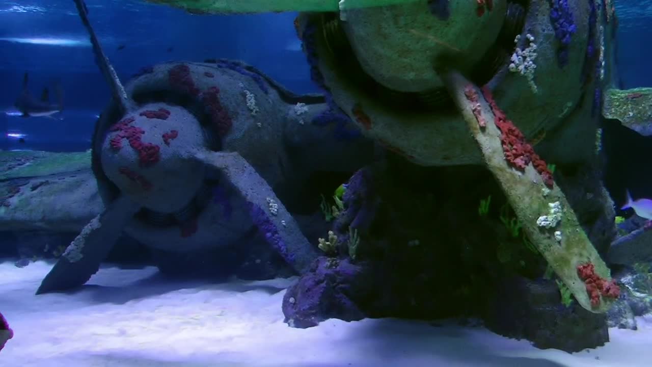 Free Stock Video Sharks Swimming At The Seabed Live Wallpaper