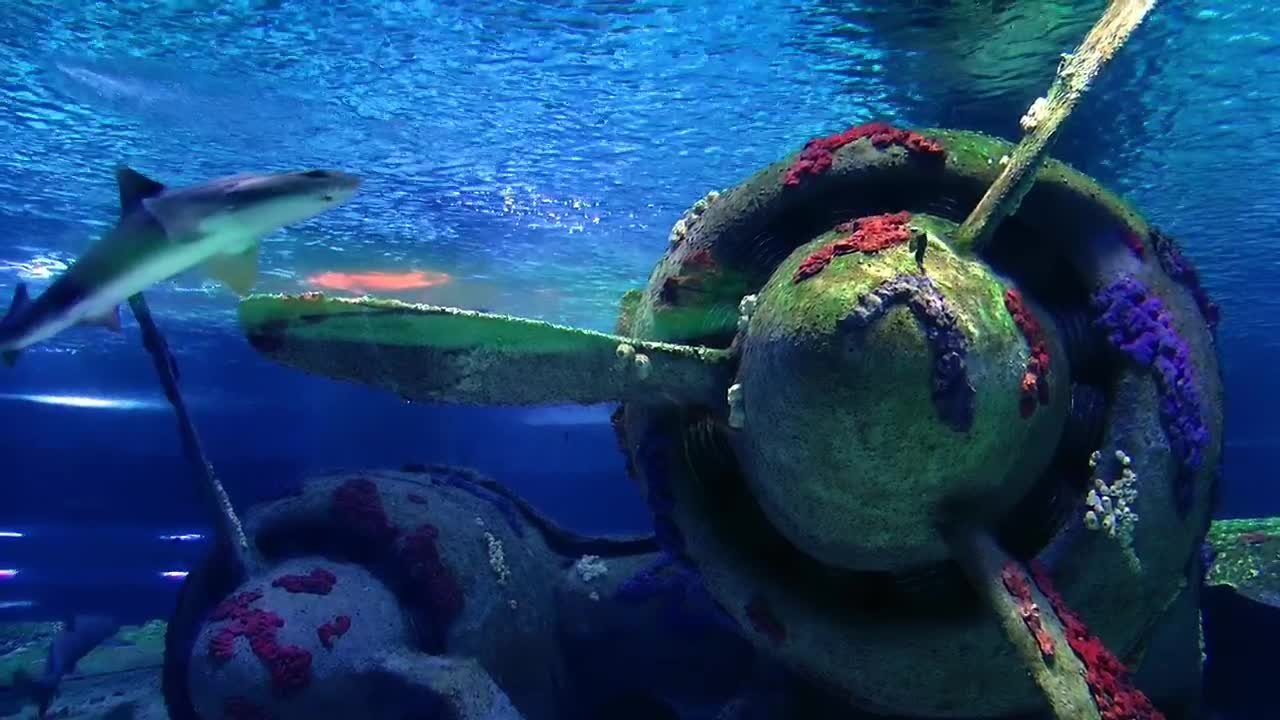 Free Stock Video Sharks Swimming Near A Sunken Plane Live Wallpaper