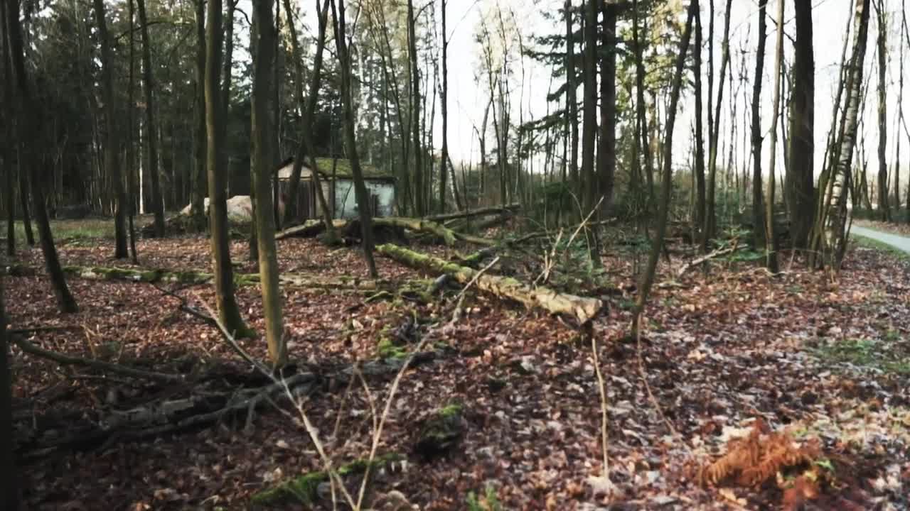 Free Stock Video Shed In The Middle Of A Wood Live Wallpaper