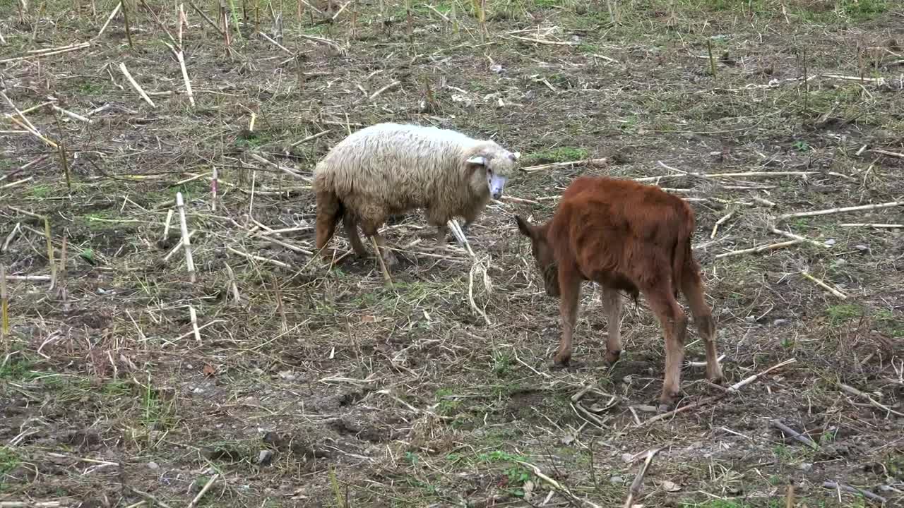Free Stock Video Sheep And Calf Fighting In The Field Live Wallpaper