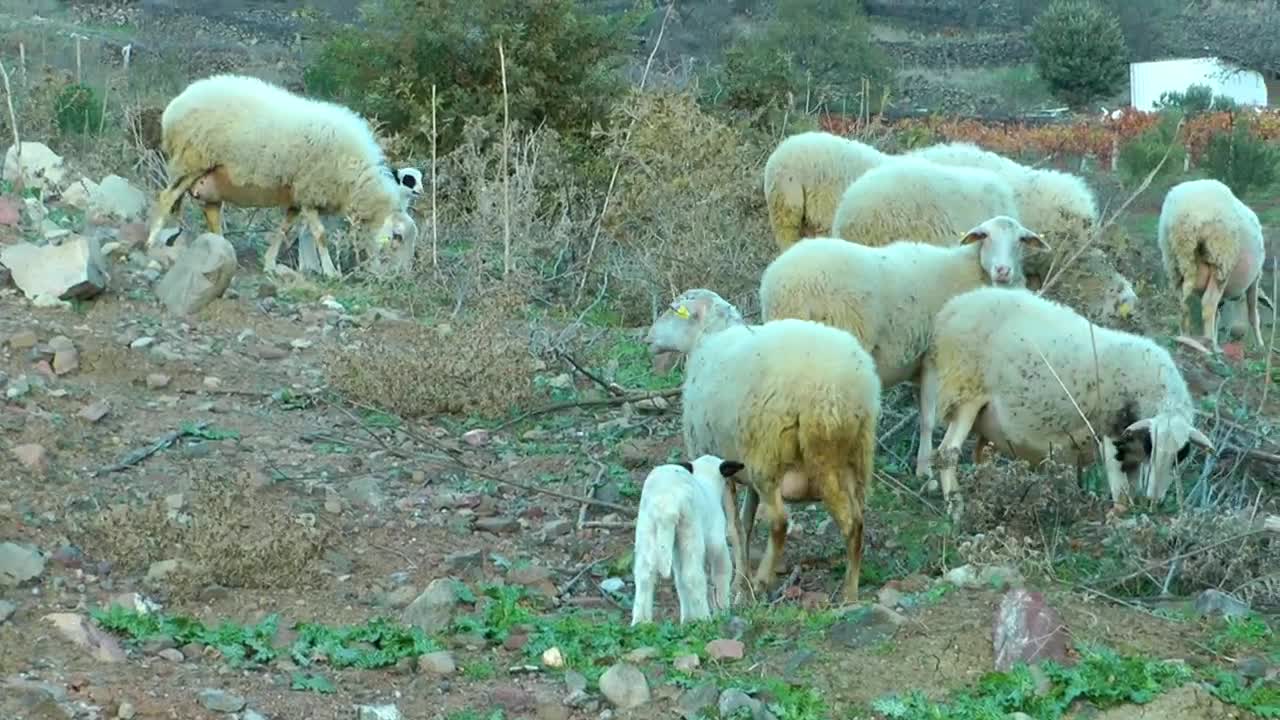 Free Stock Video Sheep And Lambs In The Countryside Live Wallpaper