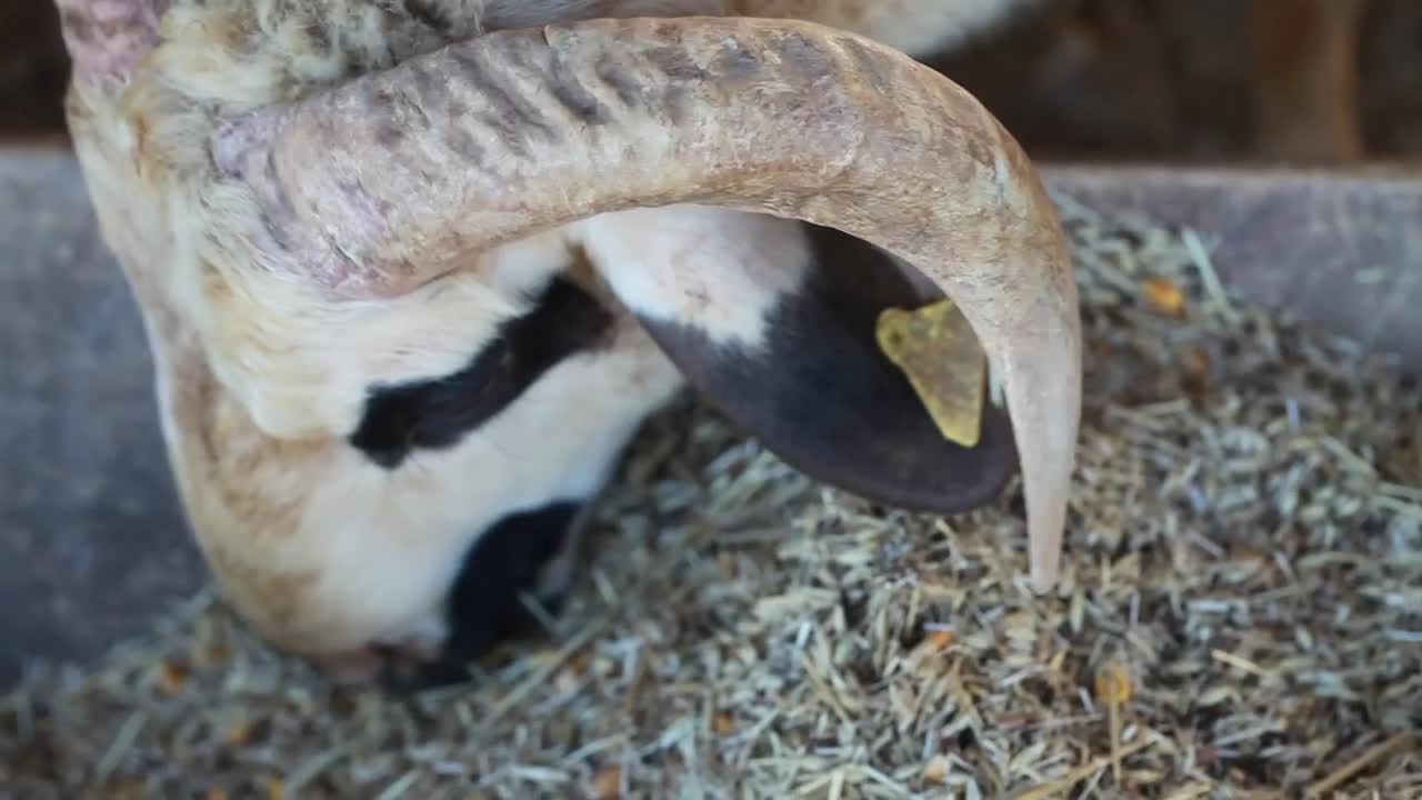Free Stock Video Sheep Eating Very Close View Live Wallpaper