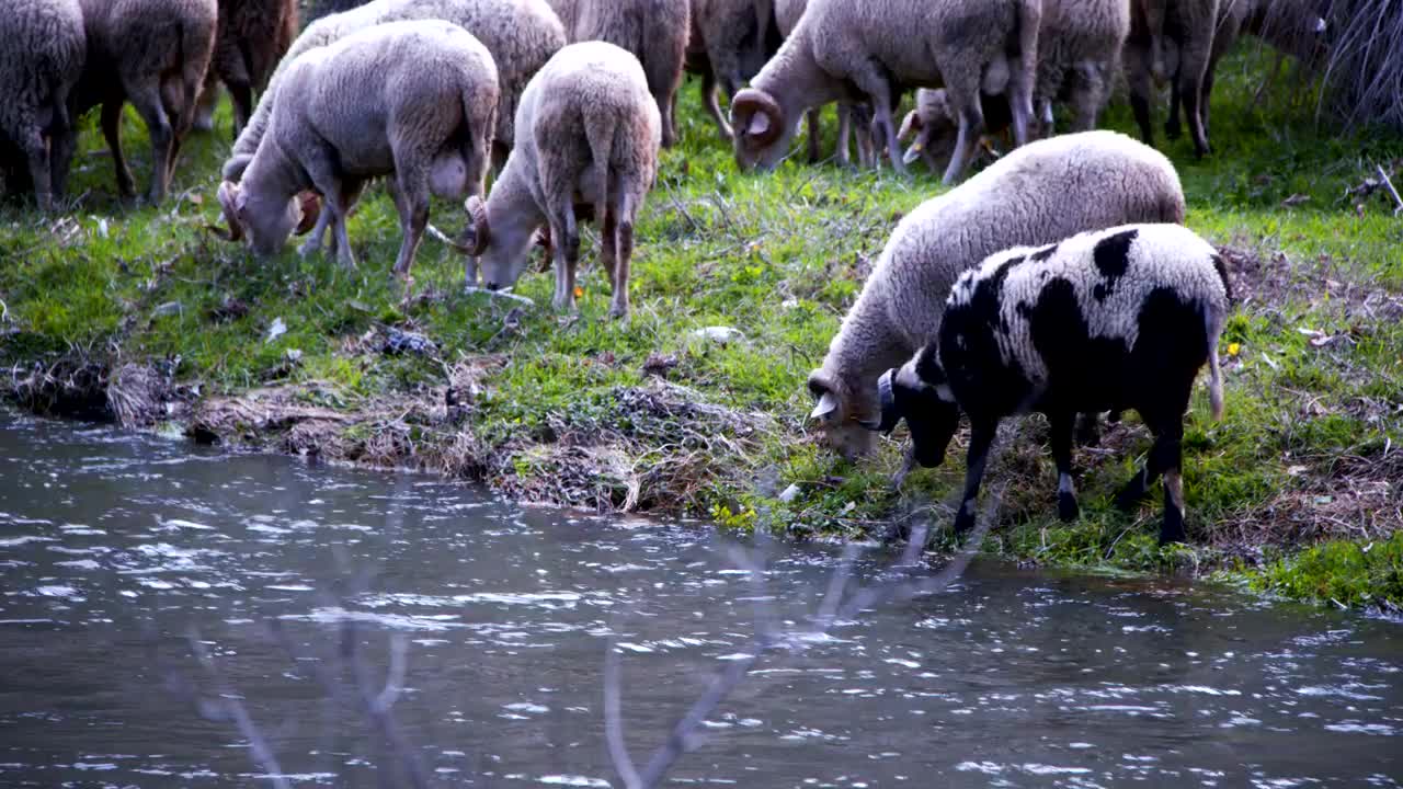 Free Stock Video Sheep Grazing By A River Live Wallpaper
