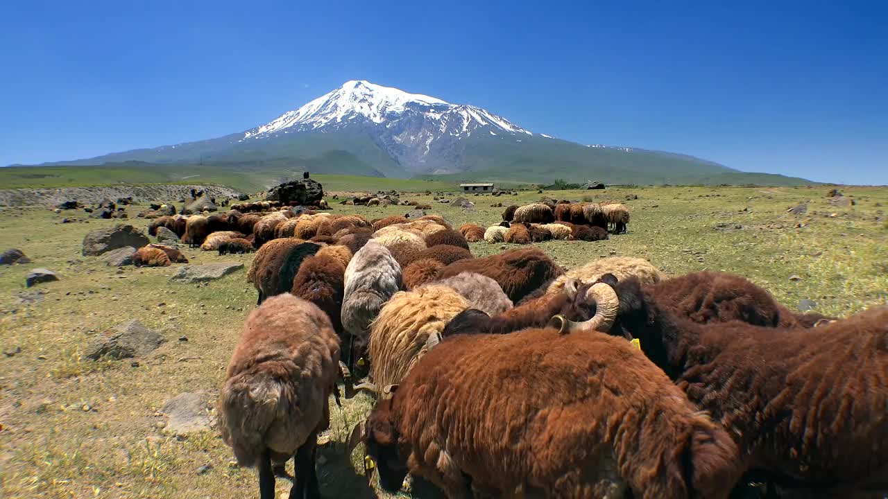 Free Stock Video Sheep Grazing In The Mountain Valley Live Wallpaper