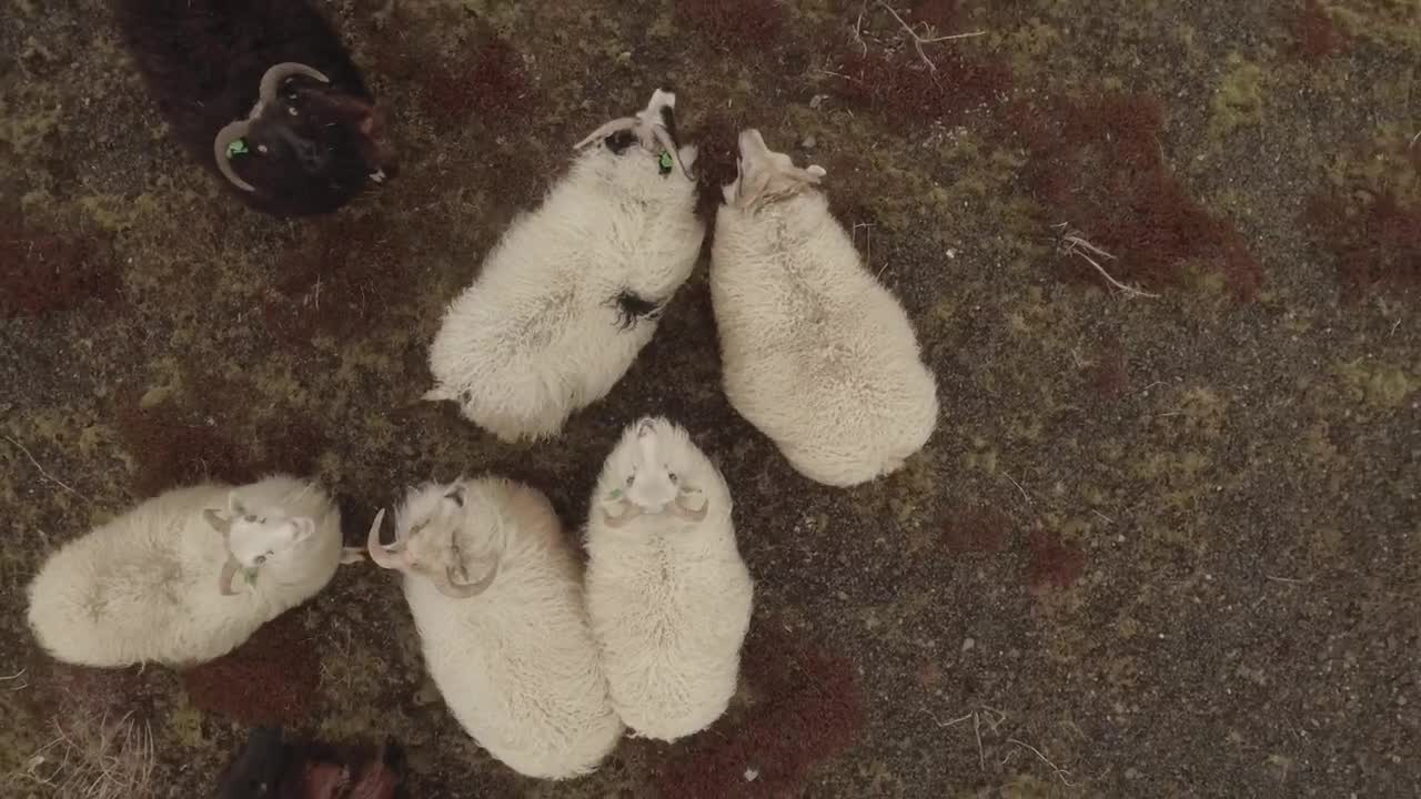 Free Stock Video Sheep Grazing In A Field Live Wallpaper