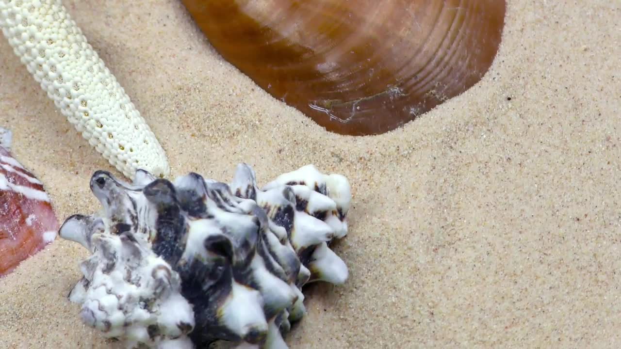 Free Stock Video Shells Oysters And Starfish On Sand Close Up Live Wallpaper