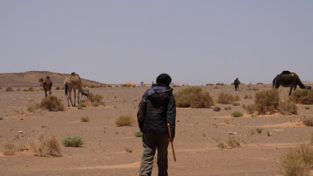 Free Stock Video Shepherd Walking Towards His Camels In The Desert Live Wallpaper